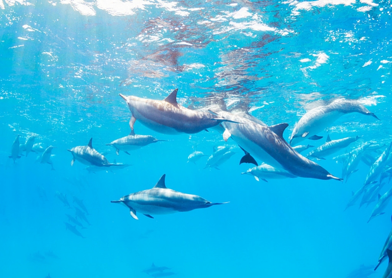 Dolphin swimming tours in oahu